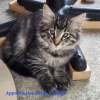 Chatons norvégiens loof adorables #3