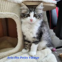 Chatons norvégiens loof adorables #4