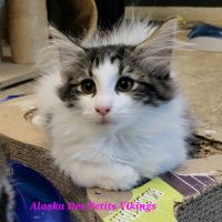 Chatons norvégiens loof adorables #5