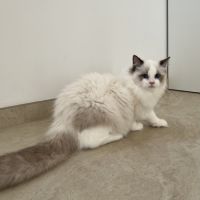 Male ragdoll #3