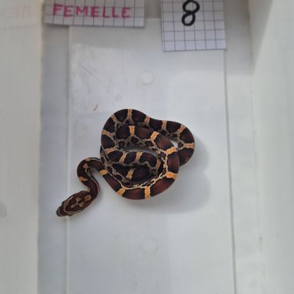 Pantherophis guttattus #1