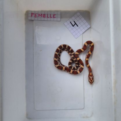 Pantherophis guttattus #2