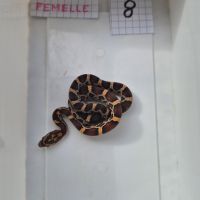Pantherophis guttattus #1
