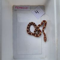 Pantherophis guttattus #2