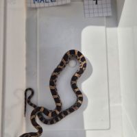 Pantherophis guttattus #0