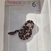 Pantherophis guttattus #4