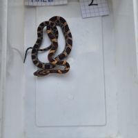 Pantherophis guttattus #5