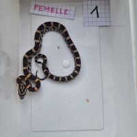 Pantherophis guttattus #6