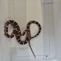 Pantherophis guttattus #7