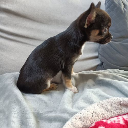 Chiot femelle chihuahua poils court