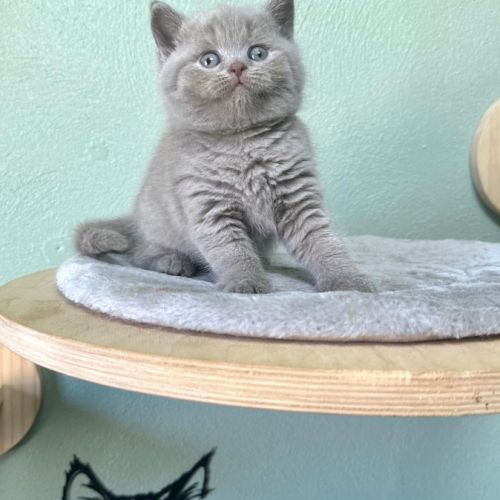 Magnifiques chatons british shorthair #1