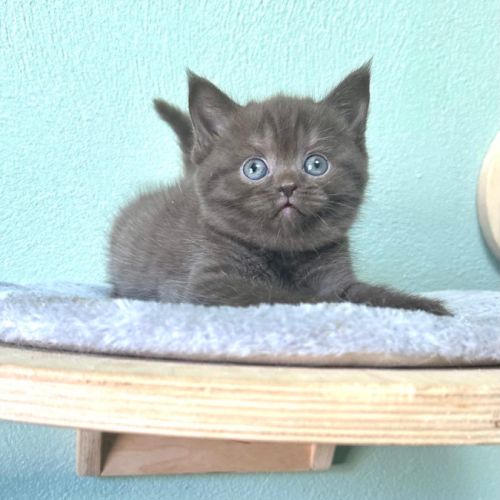 Magnifiques chatons british shorthair
