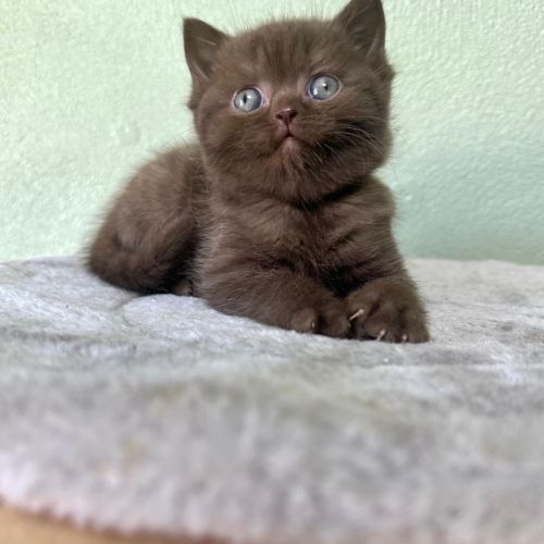 Magnifiques chatons british shorthair #3