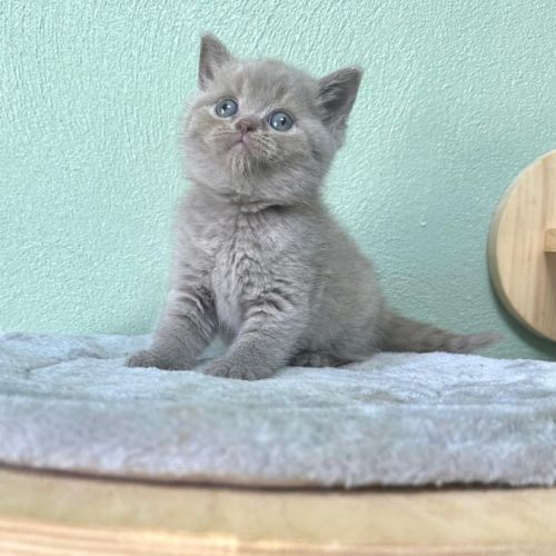Magnifiques chatons british shorthair #4