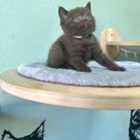 Magnifiques chatons british shorthair #5