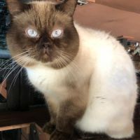 Magnifiques chatons british shorthair #6