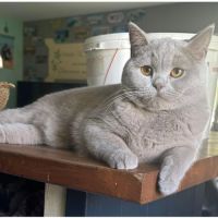 Magnifiques chatons british shorthair #7