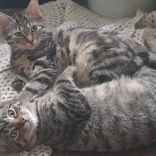 Lucius, 5 mois, cherche un bon foyer #1