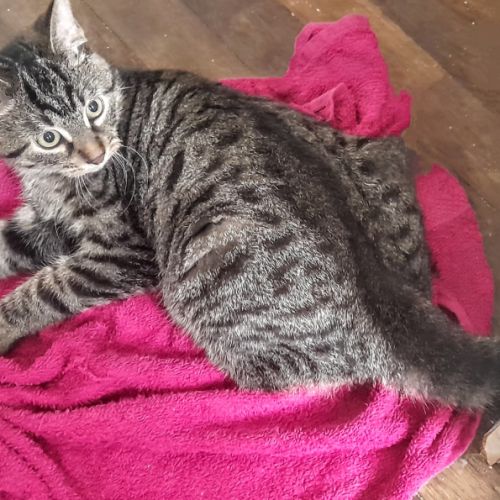 Lucius, 5 mois, cherche un bon foyer #2