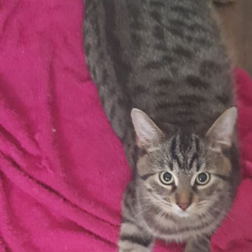 Lucius, 5 mois, cherche un bon foyer #3