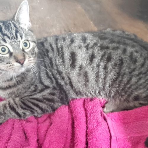 Lucius, 5 mois, cherche un bon foyer #4