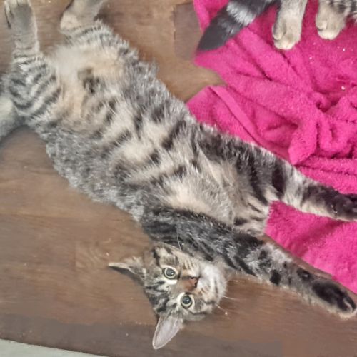 Lucius, 5 mois, cherche un bon foyer