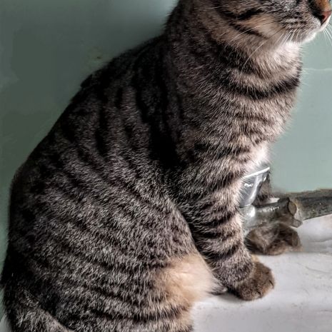 Lucius, 5 mois, cherche un bon foyer #6