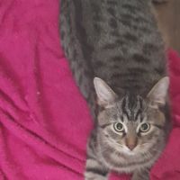 Lucius, 5 mois, cherche un bon foyer #3