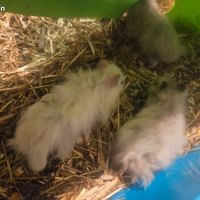 Jeune hamster angora