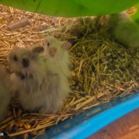 Jeune hamster angora #2