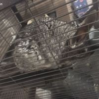 Chinchilla gris #2