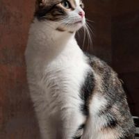 Crapulette-junior adorable #4