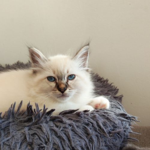 Sacré de birmanie mâle #1