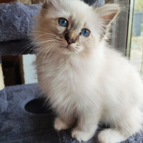 Sacré de birmanie mâle