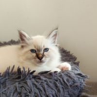 Sacré de birmanie mâle #1