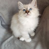 Sacré de birmanie mâle #2