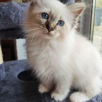 Sacré de birmanie mâle #0