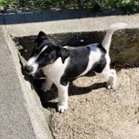 Chiots fox terrier à poil lisse