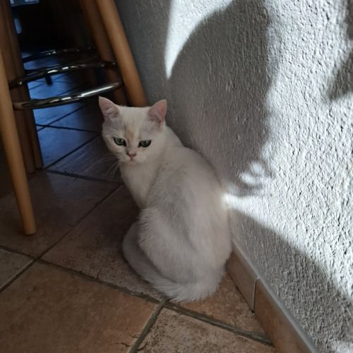 British shorthair #1