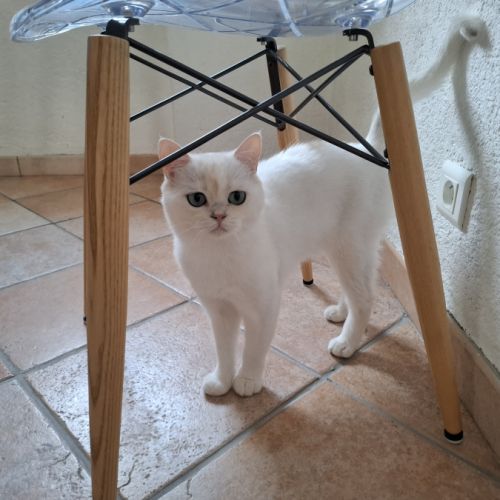 British shorthair #3