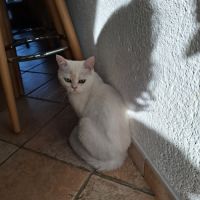 British shorthair #1