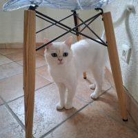 British shorthair #3