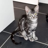 Gribouille à l’adoption,