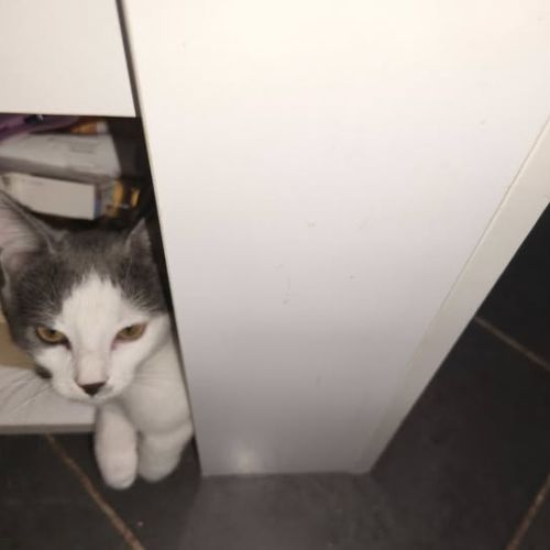 Kili à l’adoption,