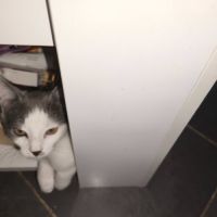 Kili à l’adoption,