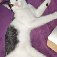 Pepper à l’adoption, #1