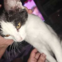 Pepper à l’adoption, #2