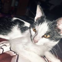 Pepper à l’adoption, #0