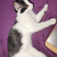 Pepper à l’adoption, #4