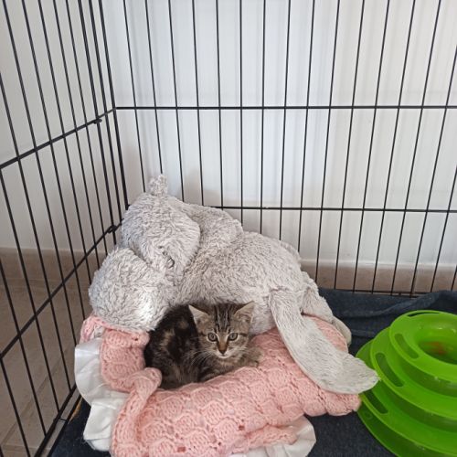 Angelo à la réservation, #1